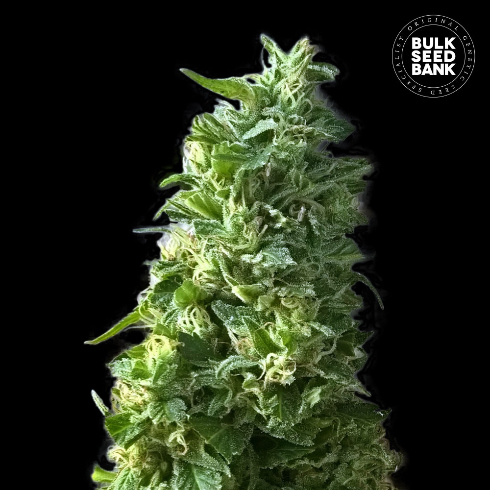 Nasiona Lime Skunk - marihuana, konopia o cytrusowym aromacie | sklep ...