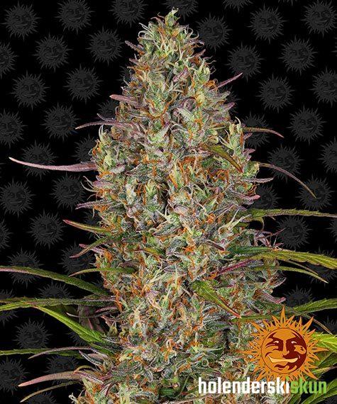 glue gelato auto™