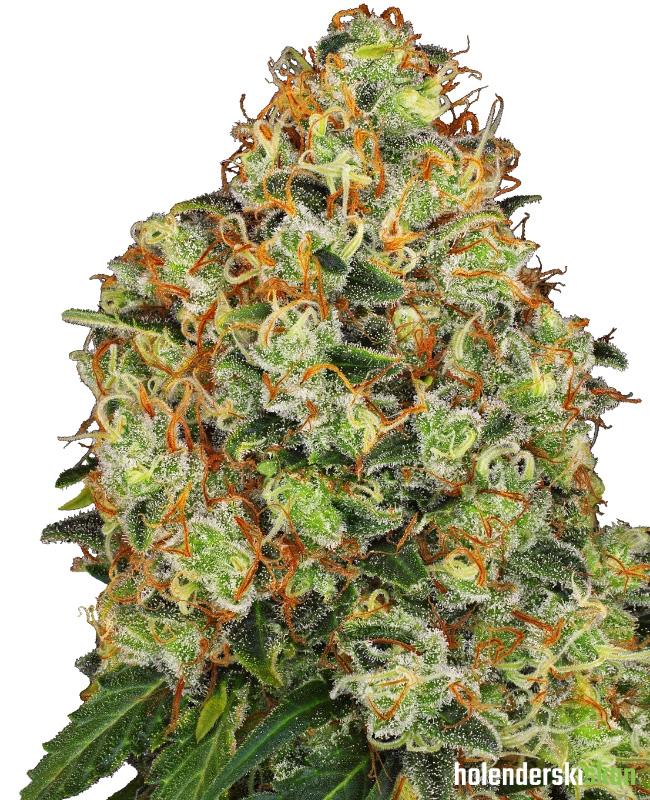 sweet tangerine tango