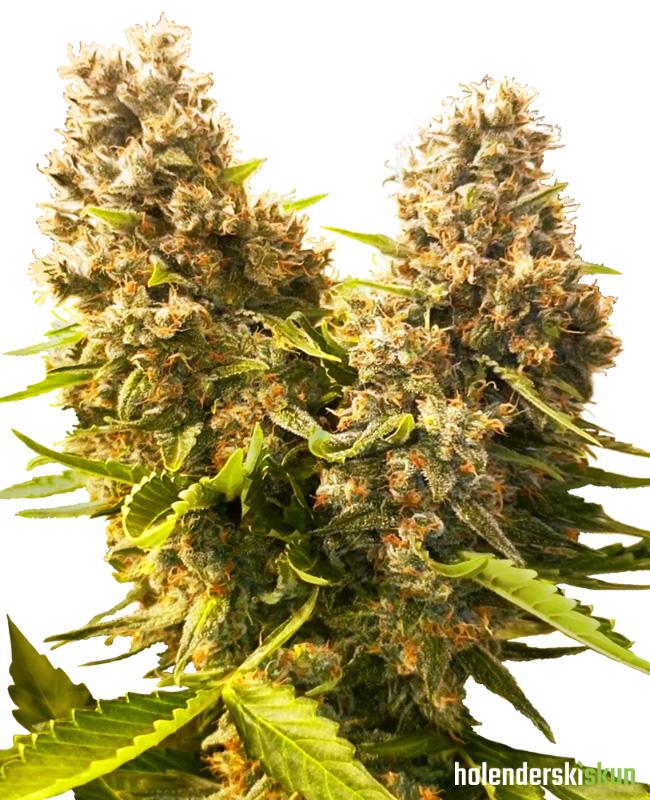 banana kush cake automatic