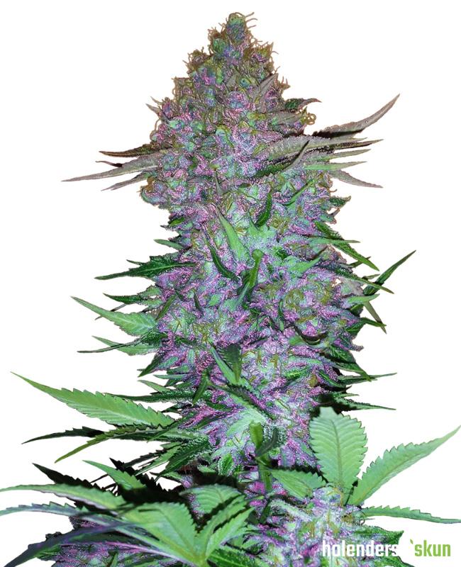 purple skunk automatic