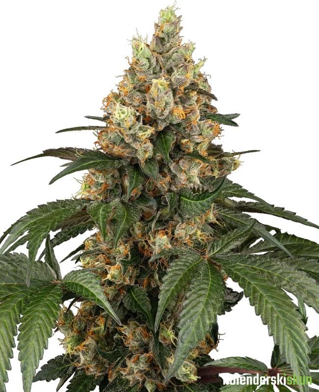 chocolate rainbow xxl