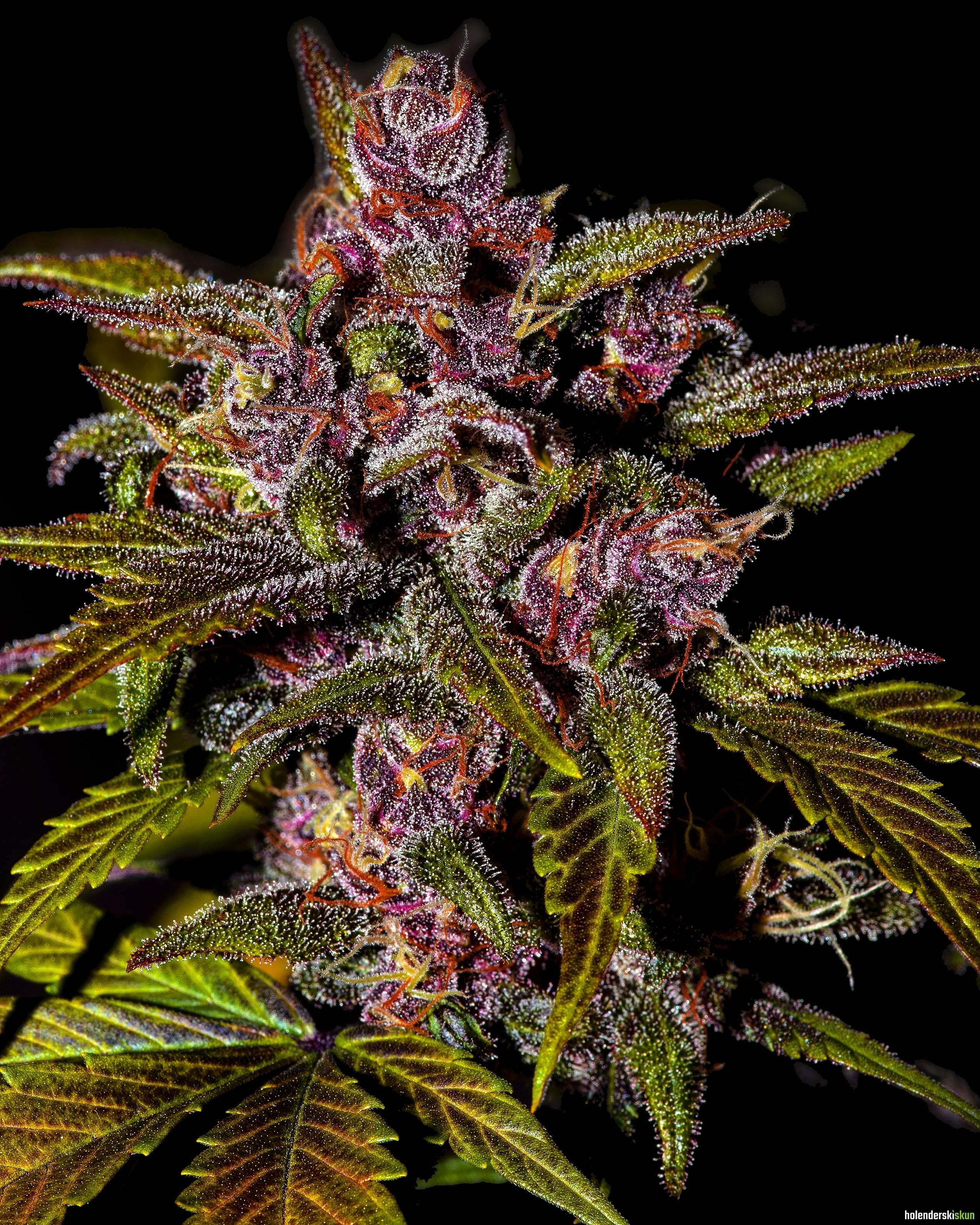 blackberry auto