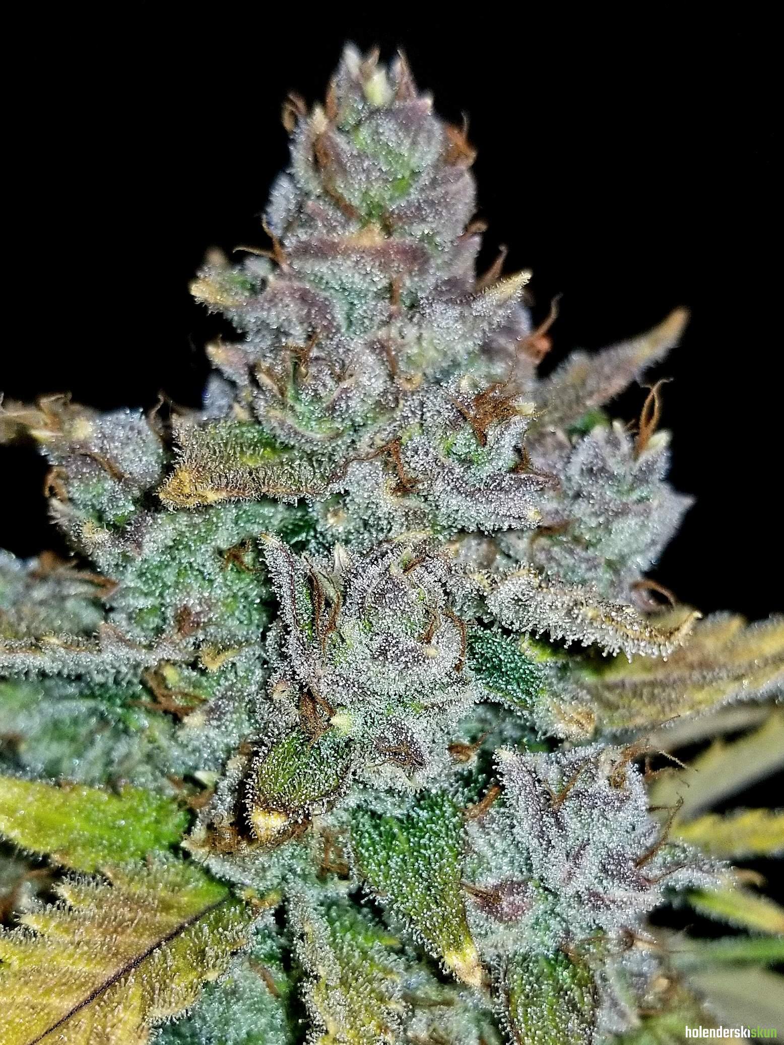 blue dream auto