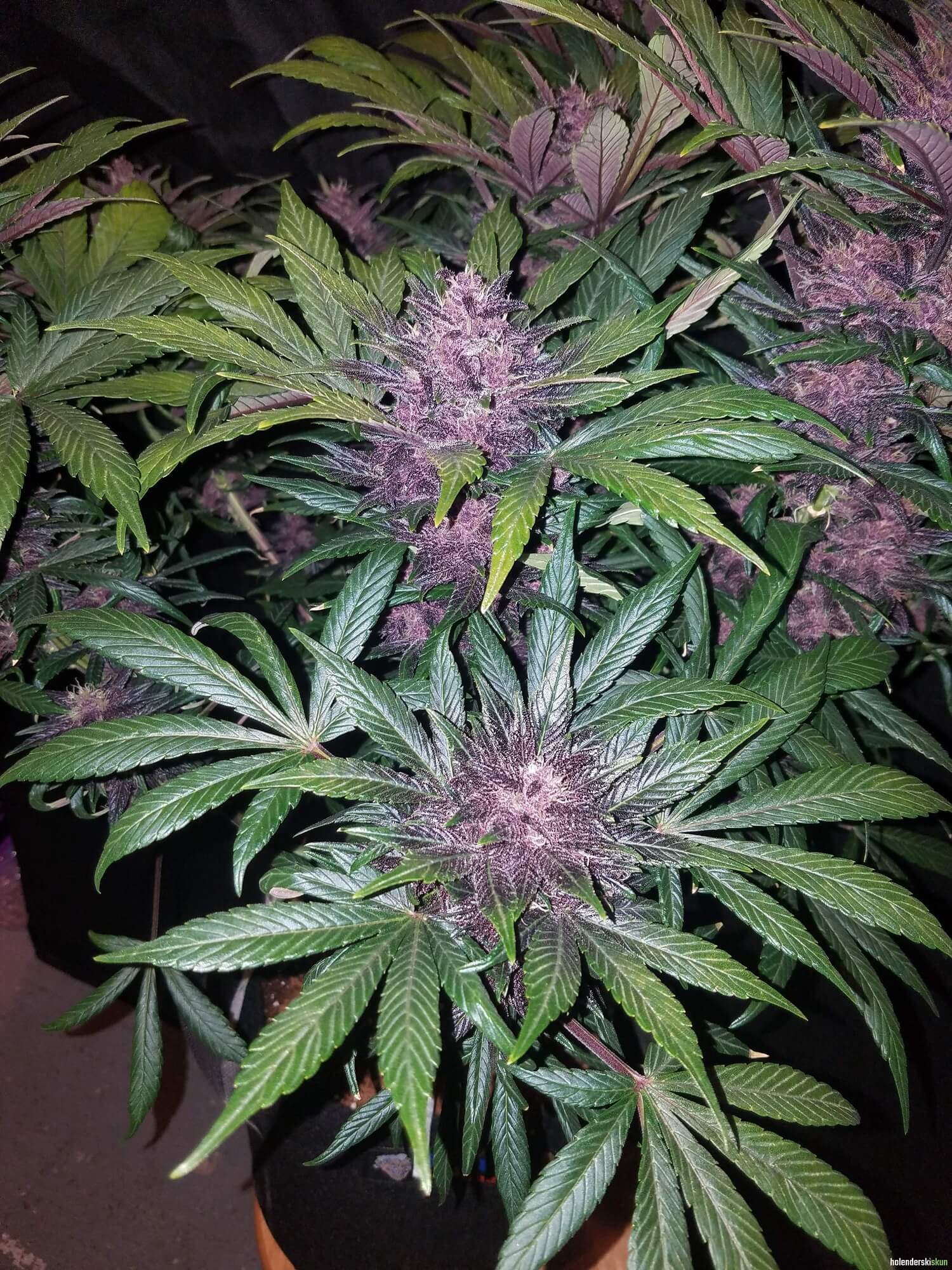 blackberry auto