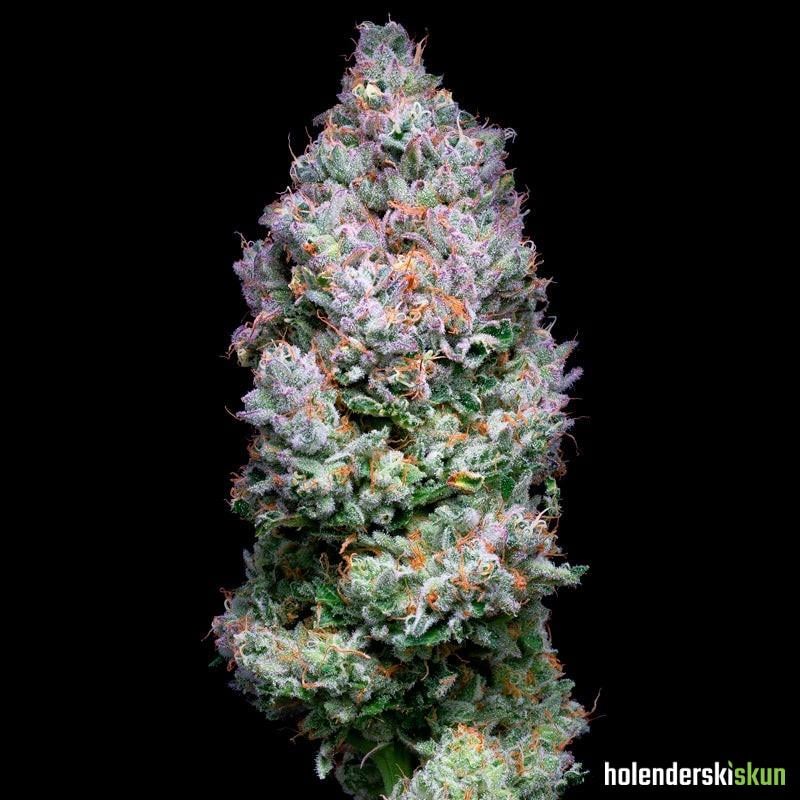 açai jelly by sherbinskis