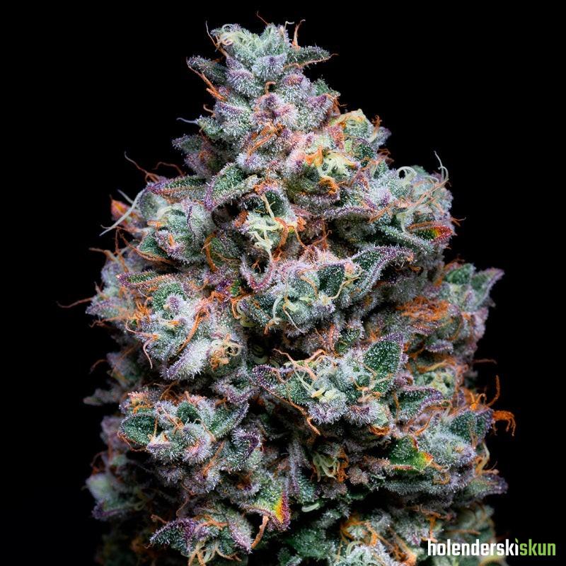 açai jelly by sherbinskis