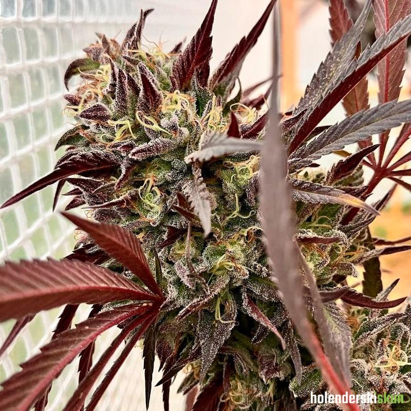 açai jelly by sherbinskis