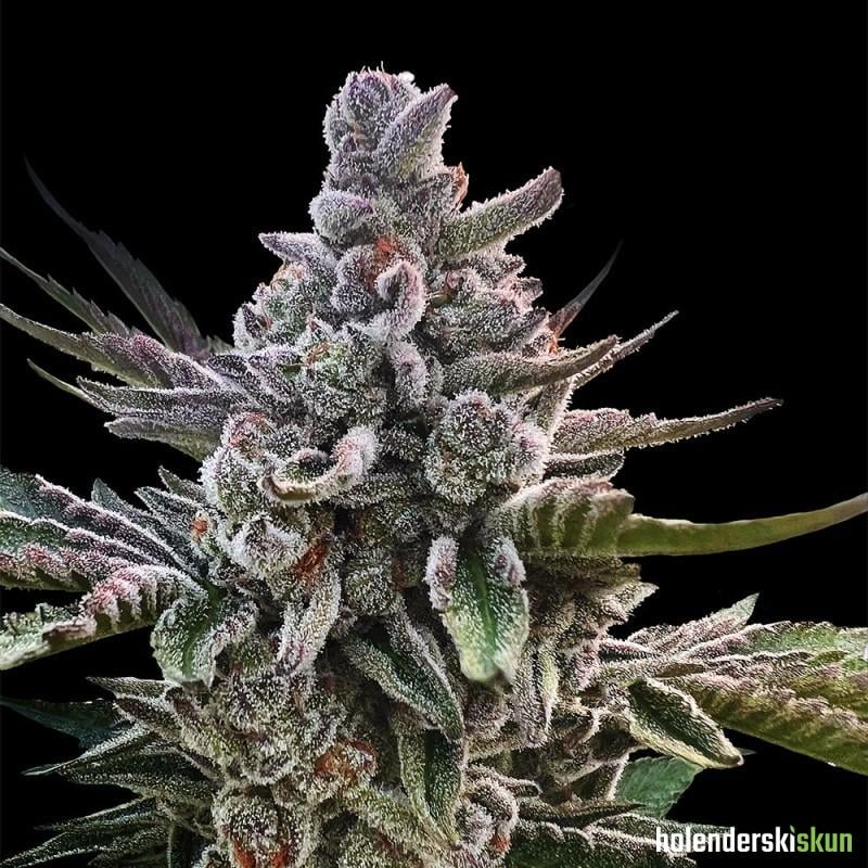 açai jelly by sherbinskis