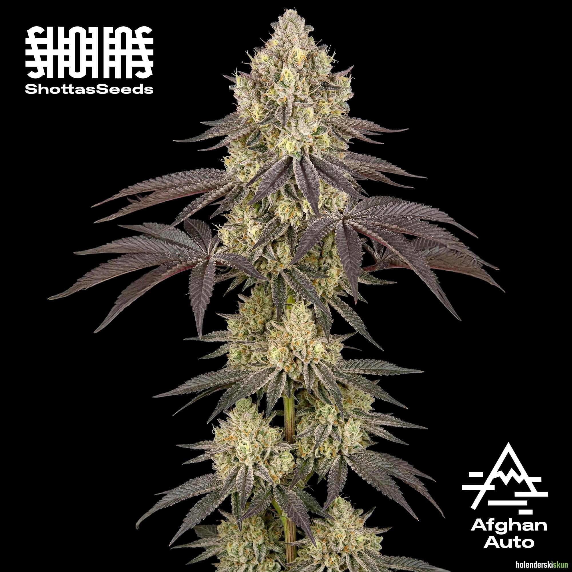 afghan auto