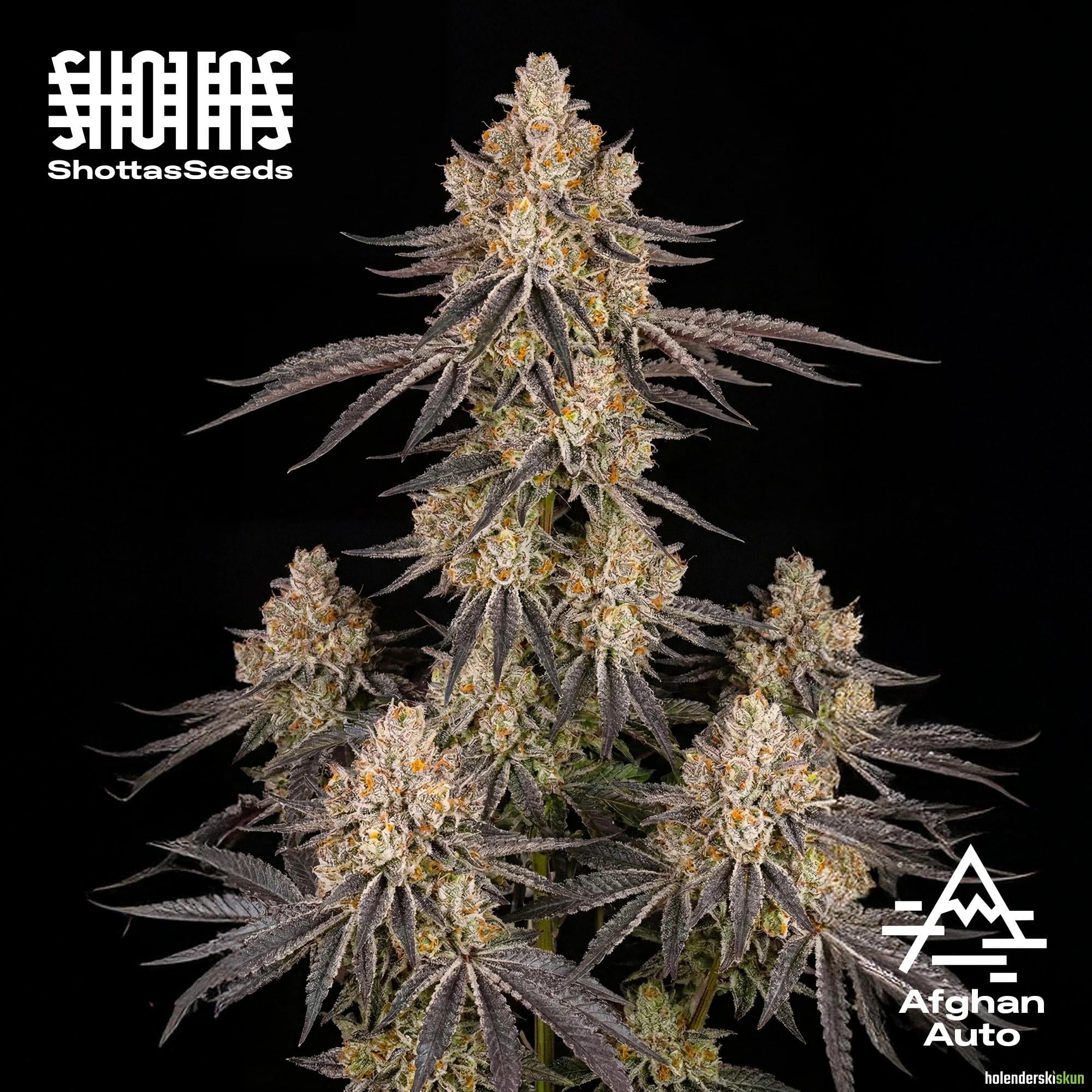 afghan auto
