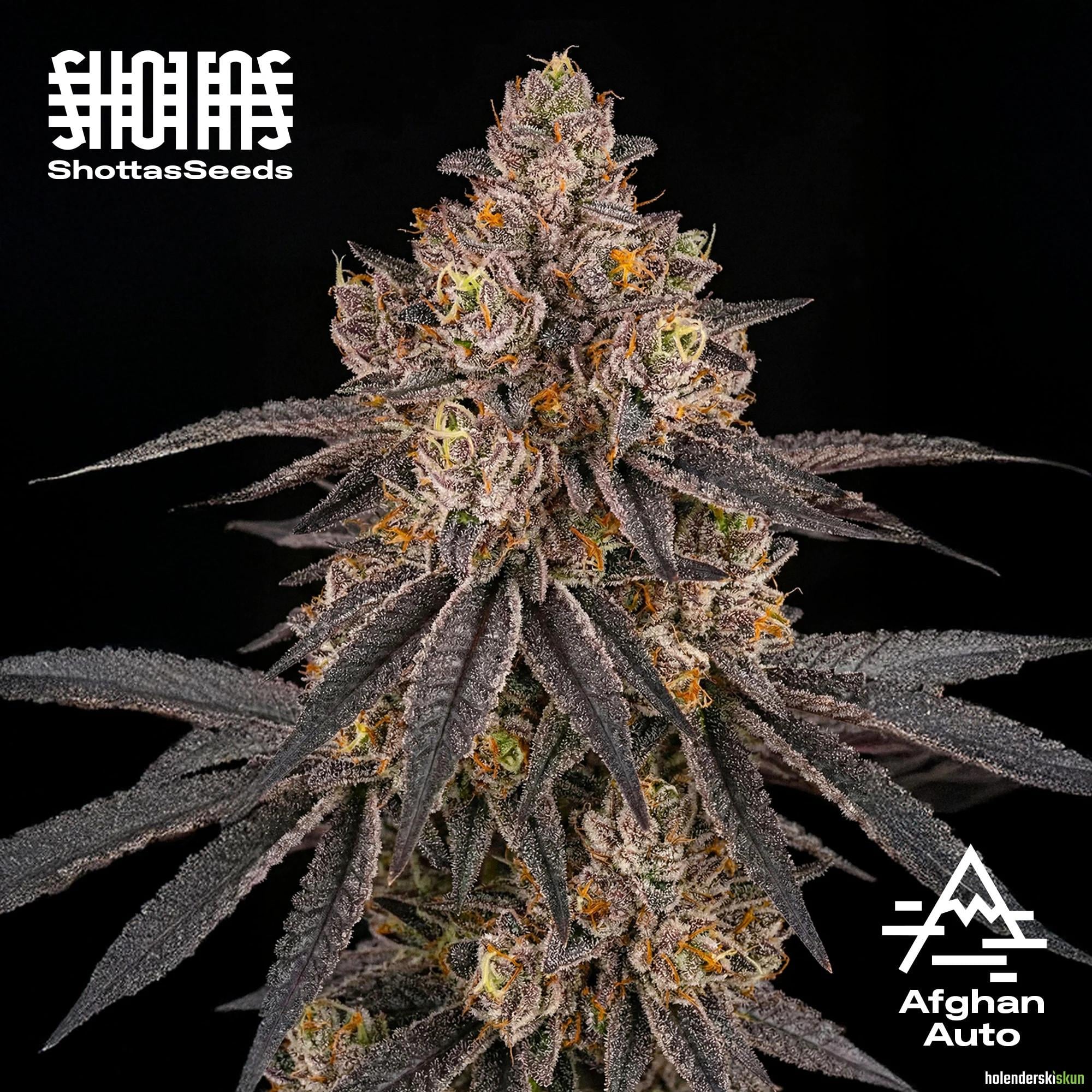 afghan auto