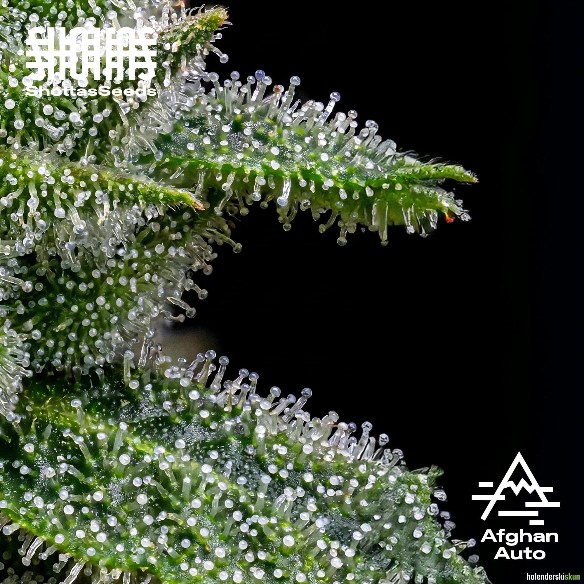 afghan auto