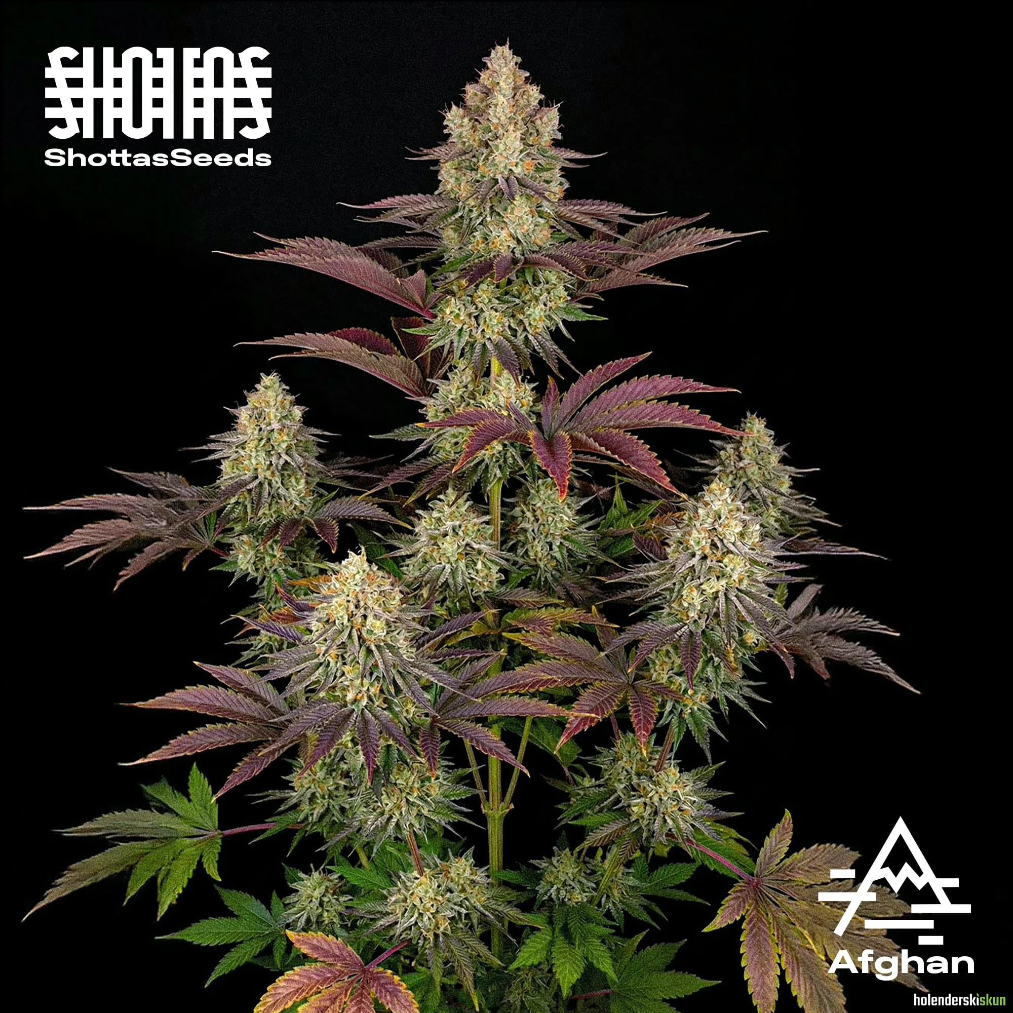 afghan