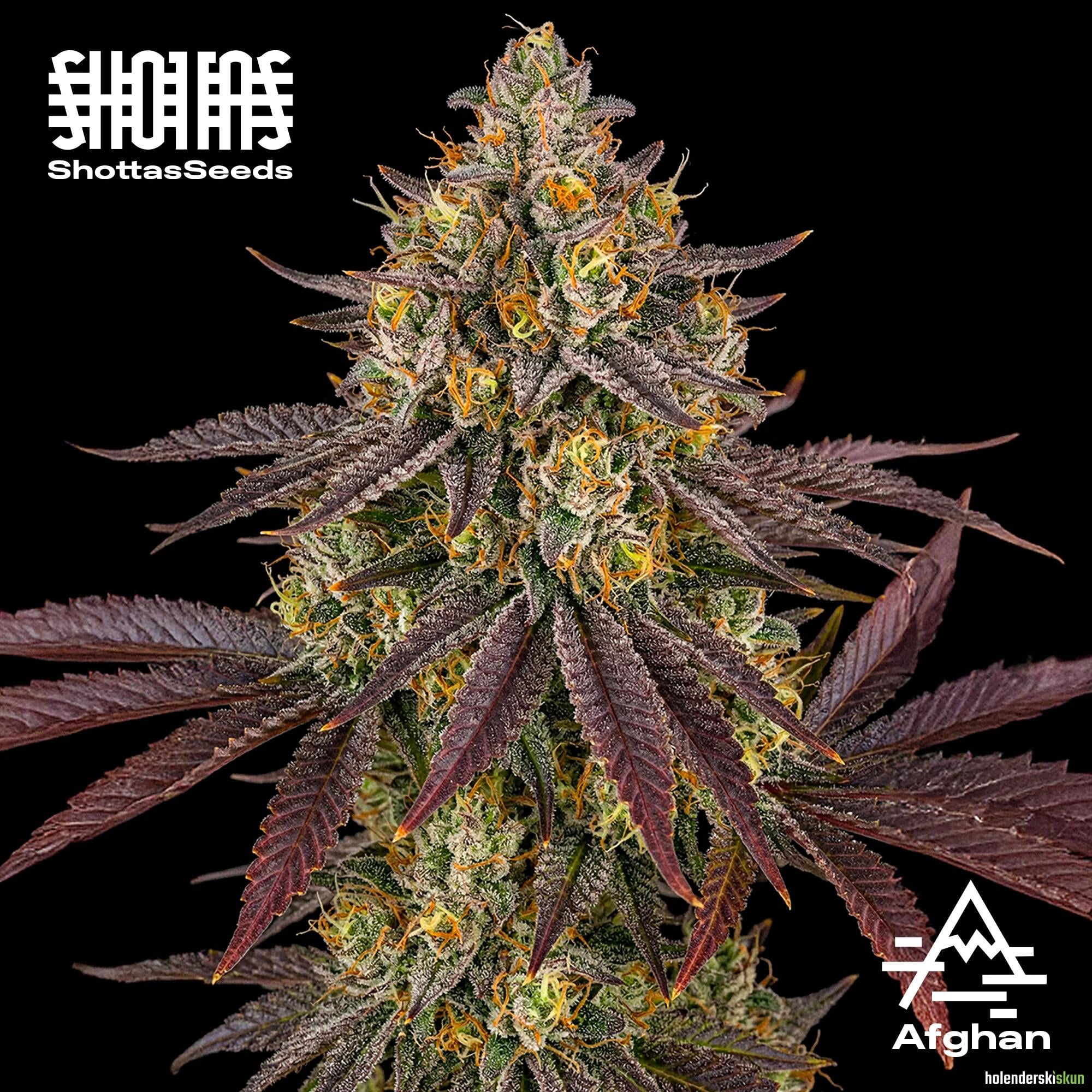 afghan