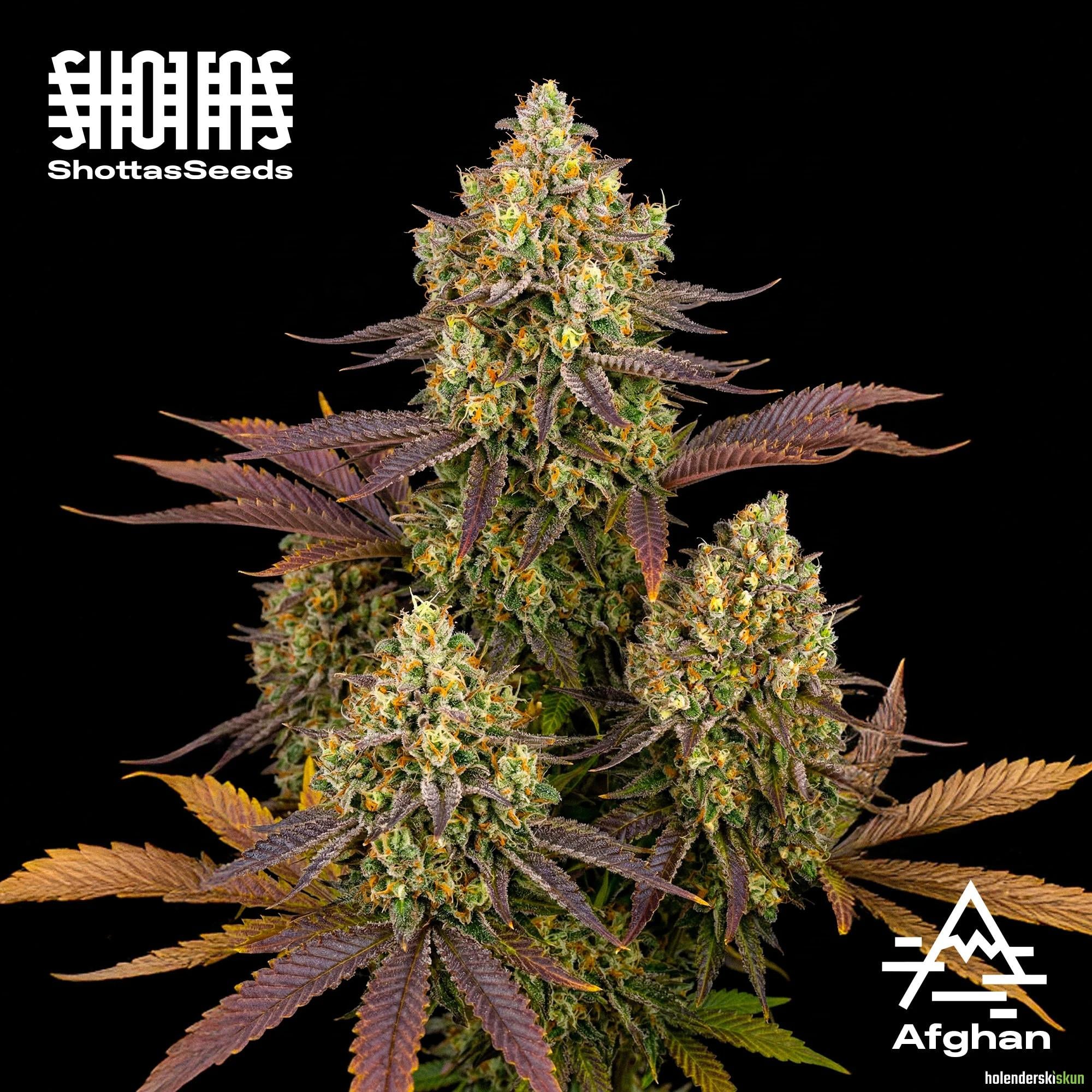 afghan