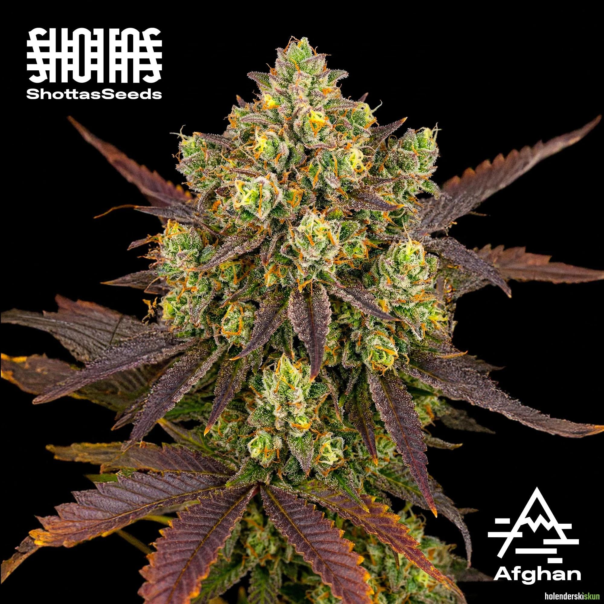 afghan