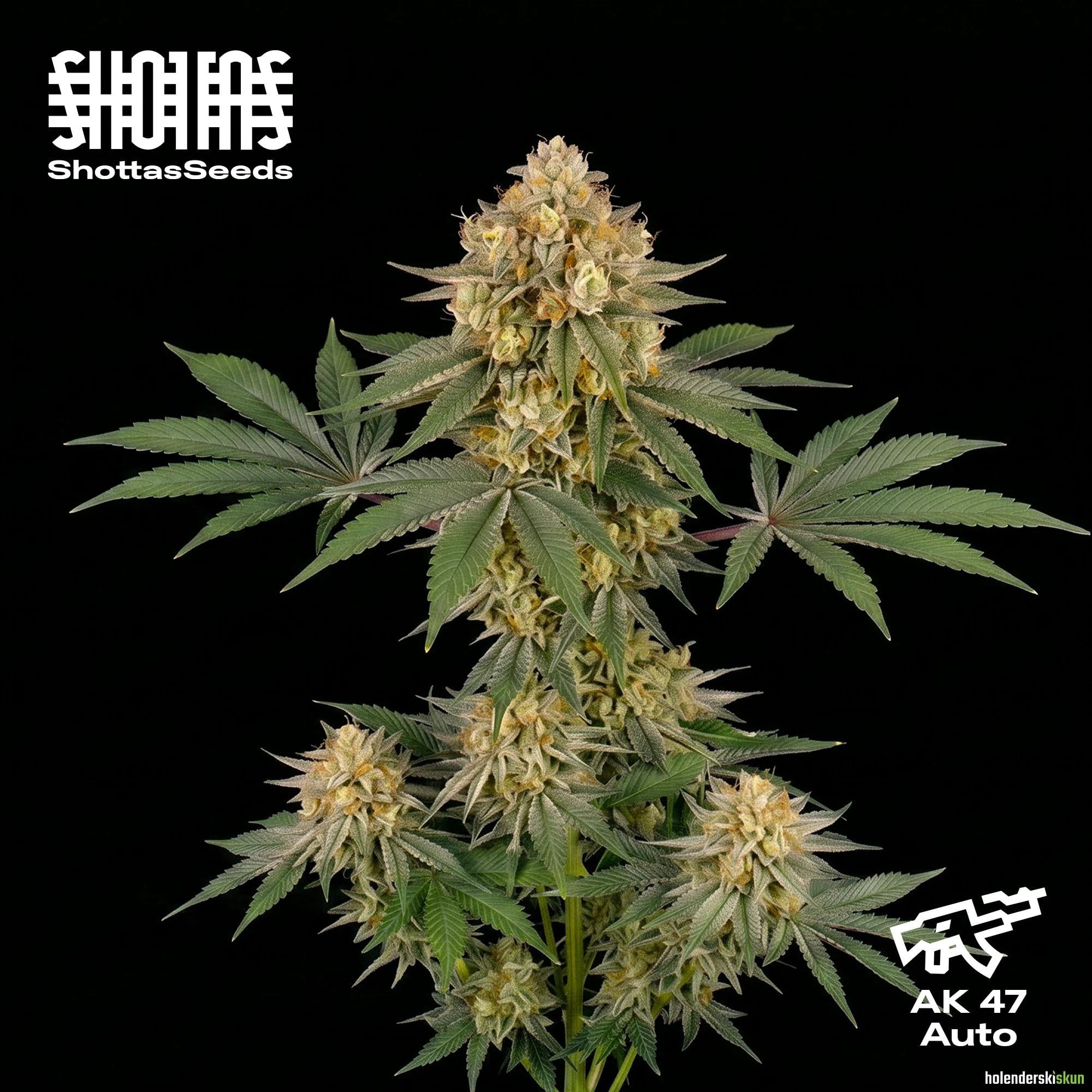 ak 47 auto
