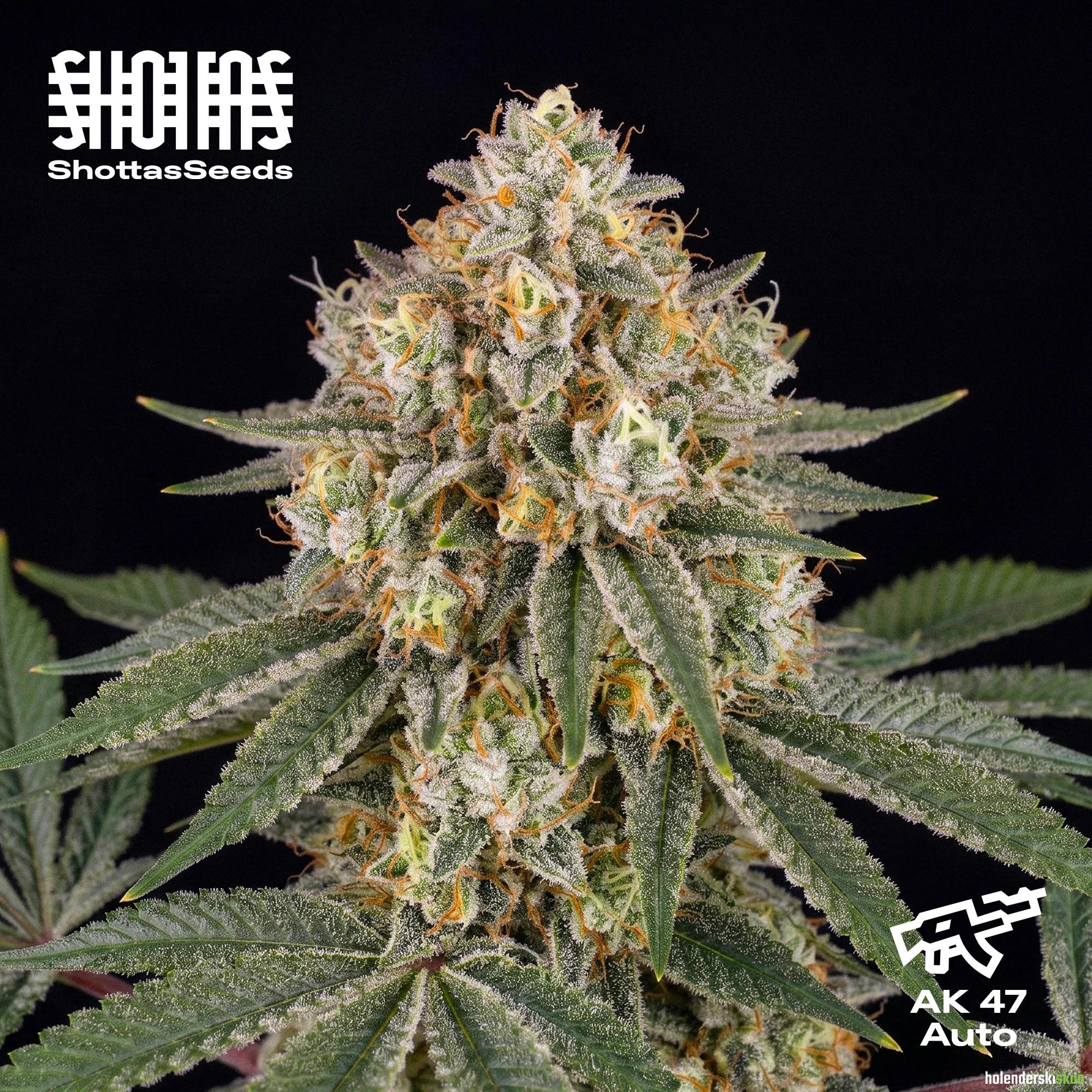 ak 47 auto