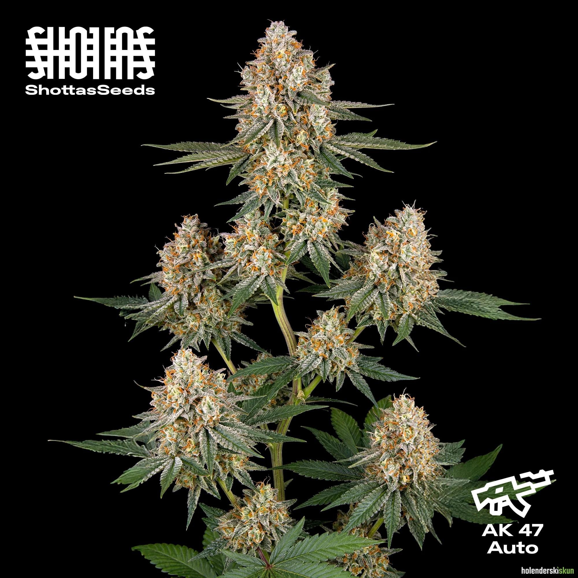 ak 47 auto