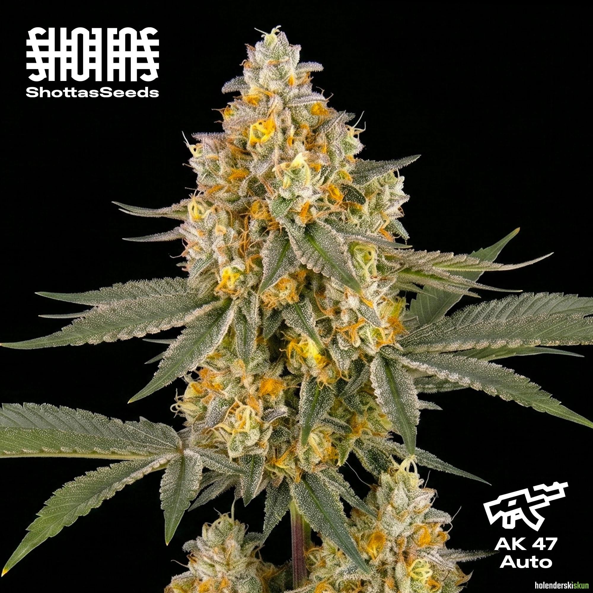 ak 47 auto