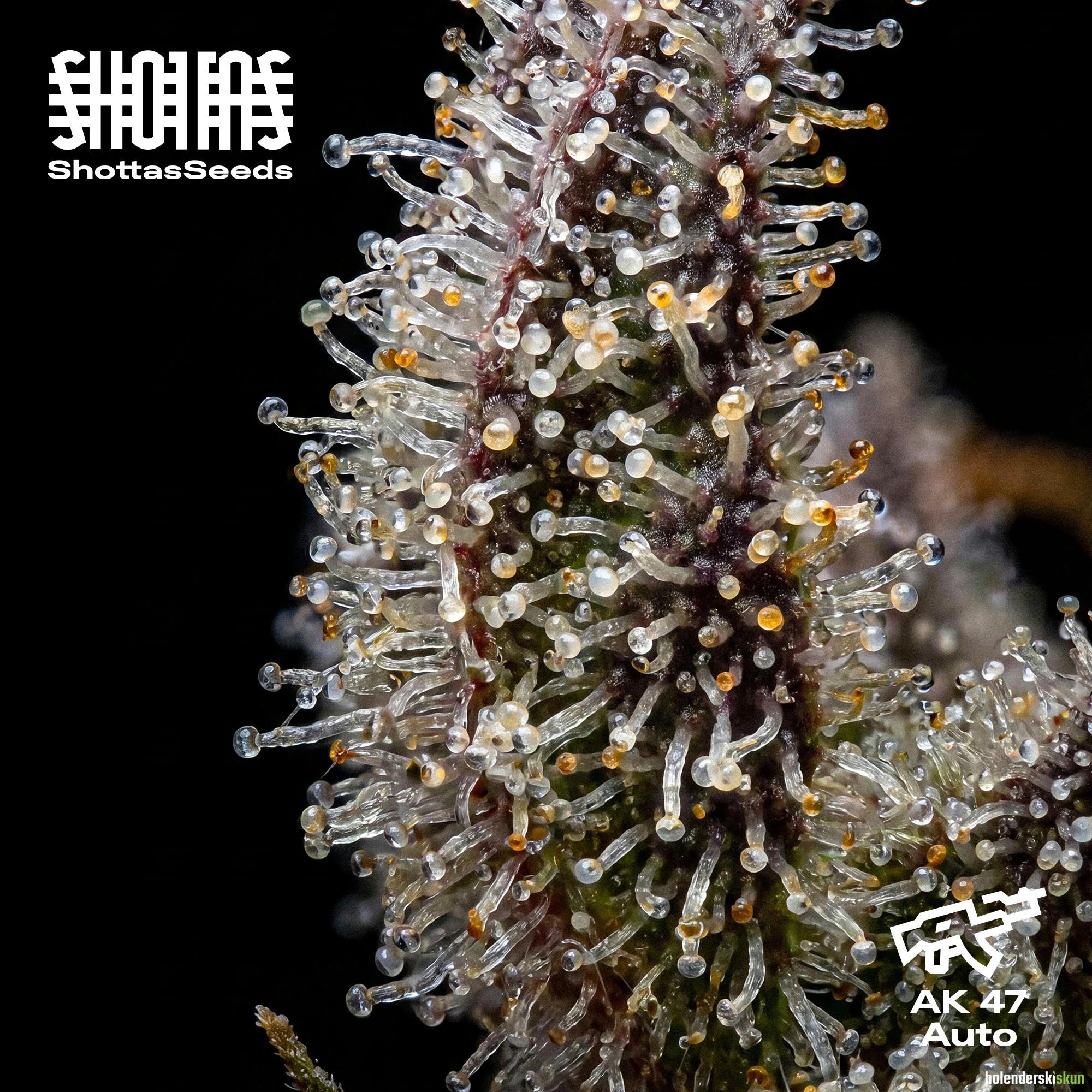 ak 47 auto