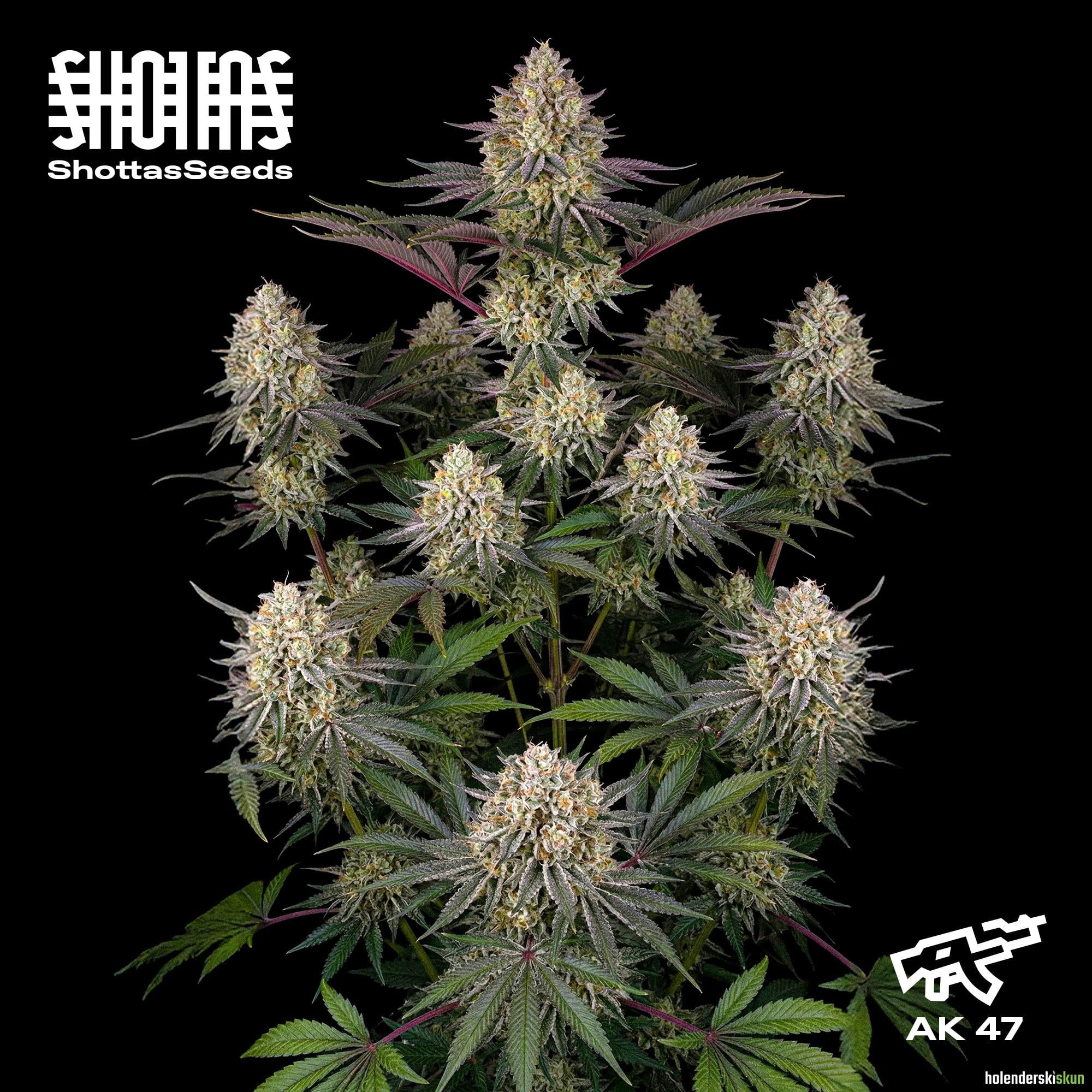 ak 47