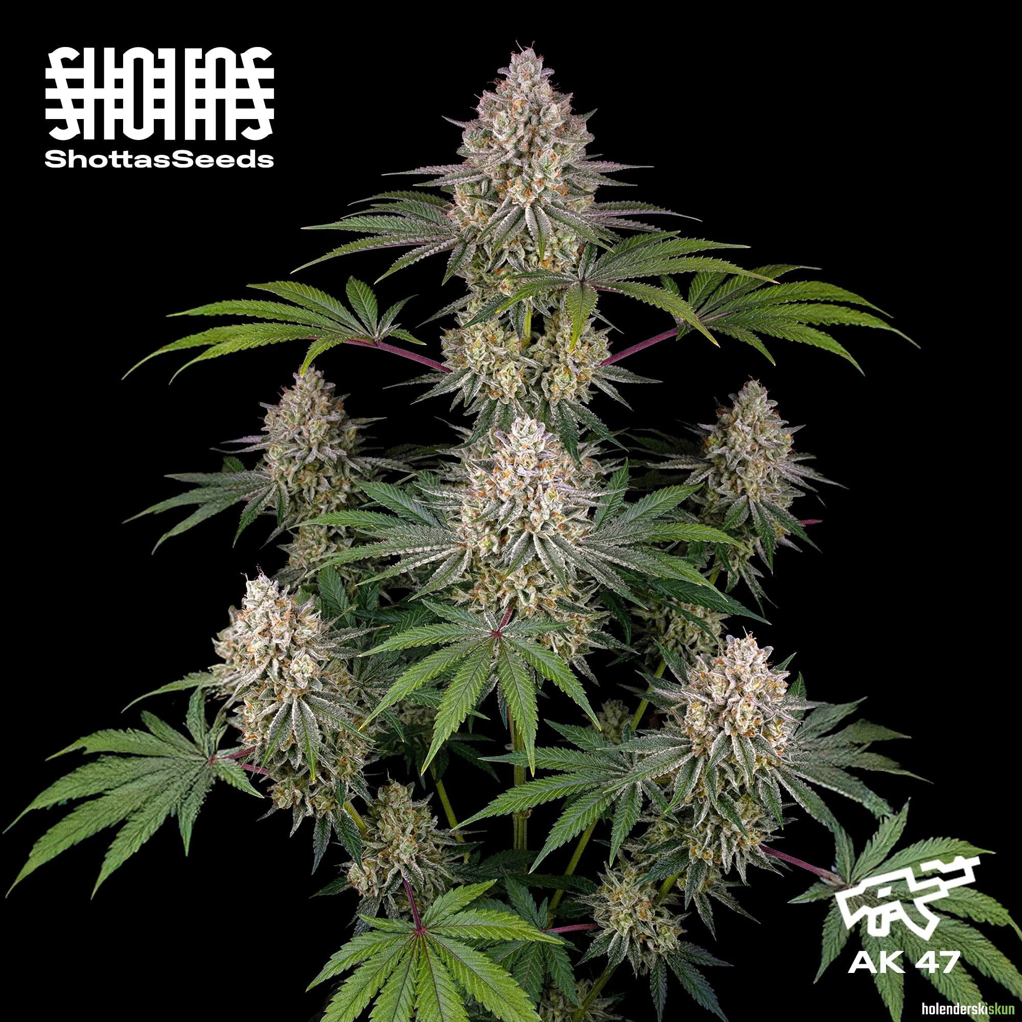 ak 47