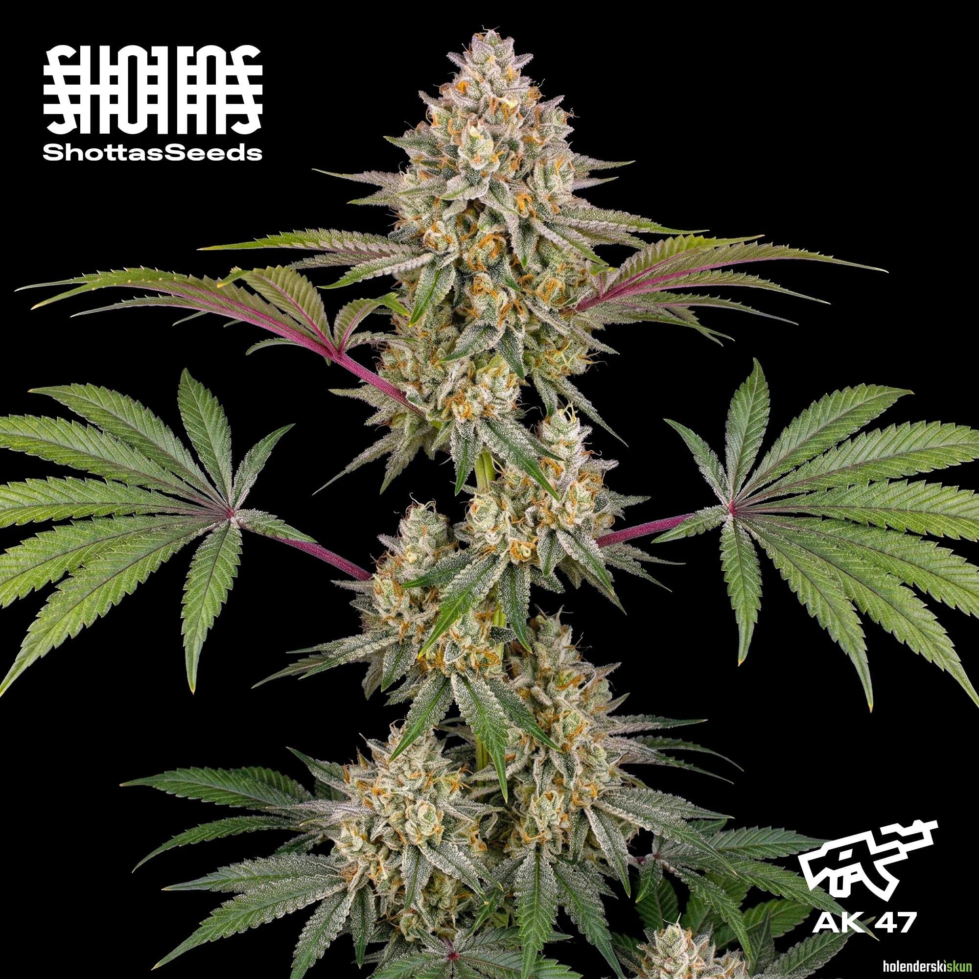 ak 47