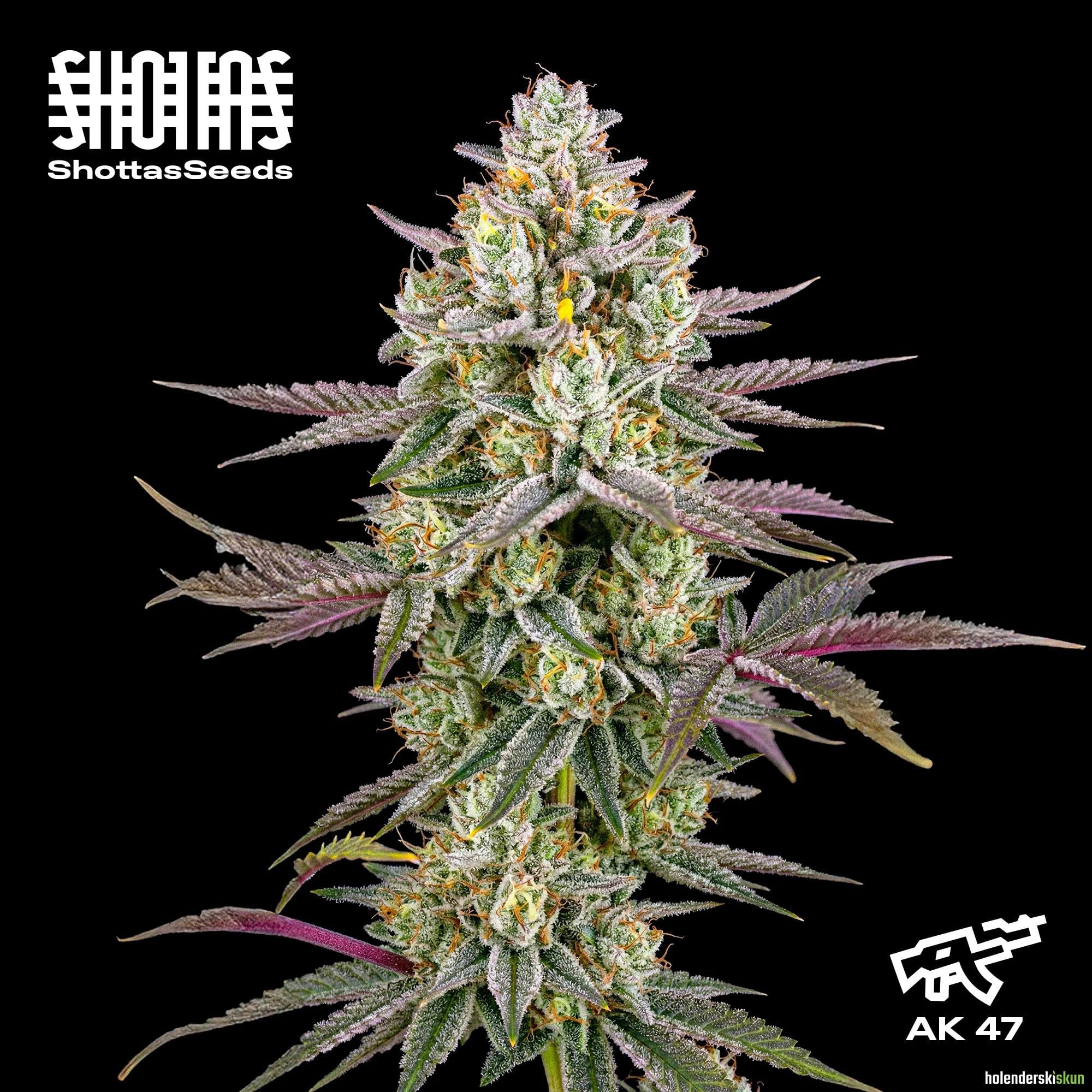 ak 47