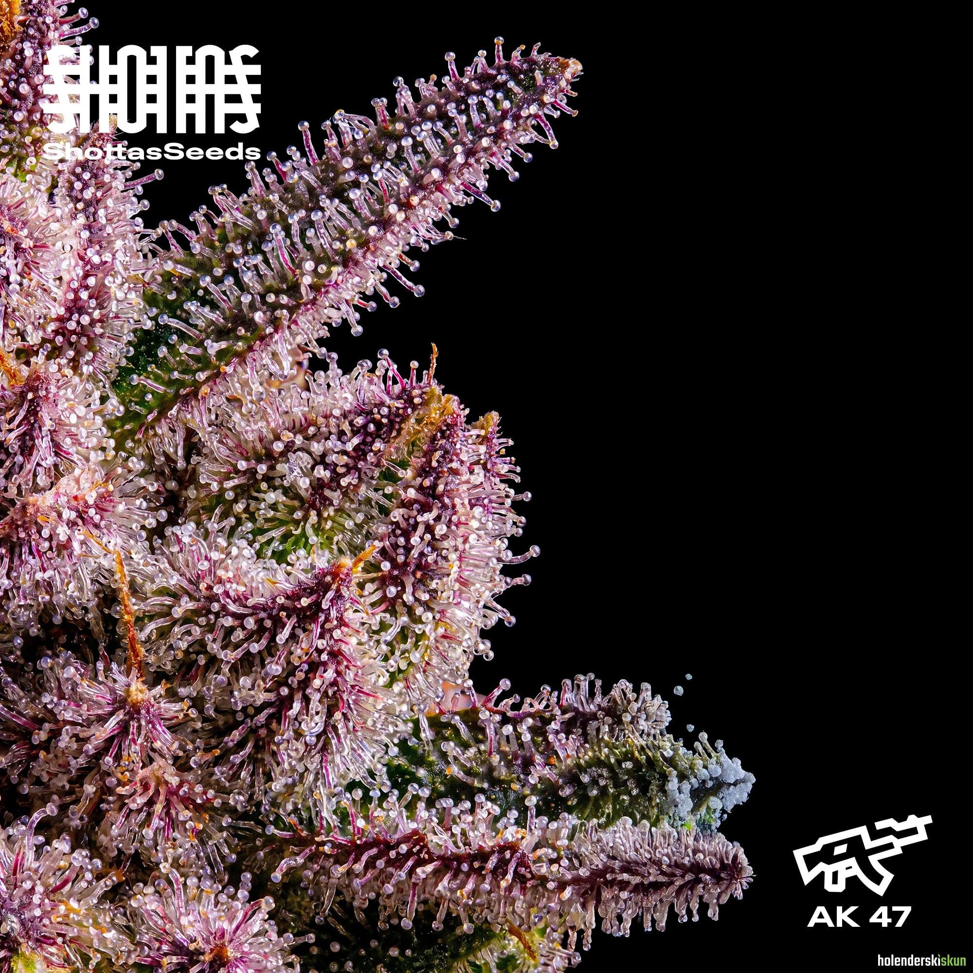 ak 47
