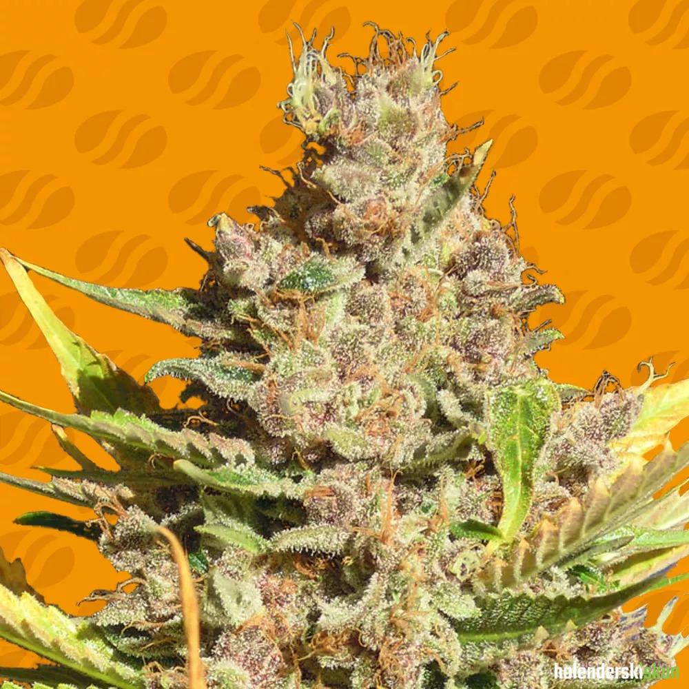 alien gorilla