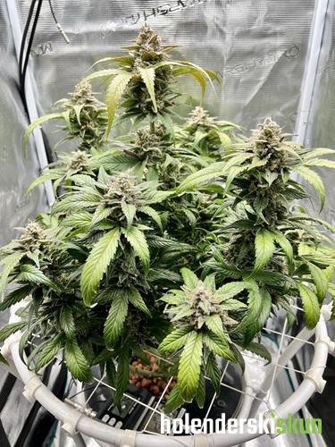 auto amnesia haze