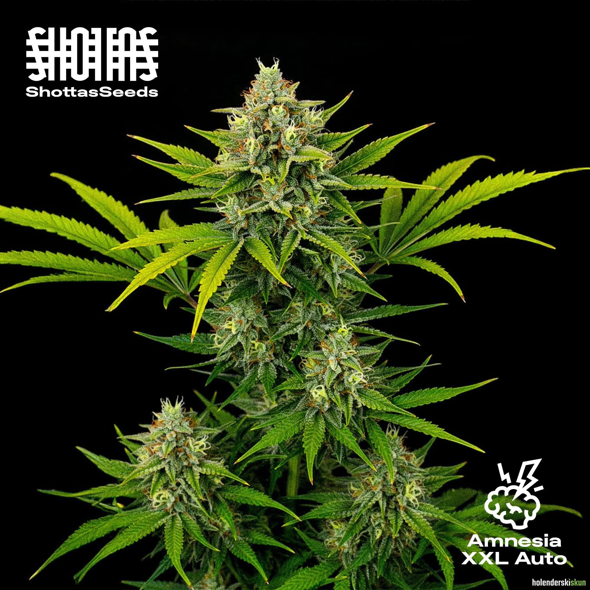 amnesia xxl auto