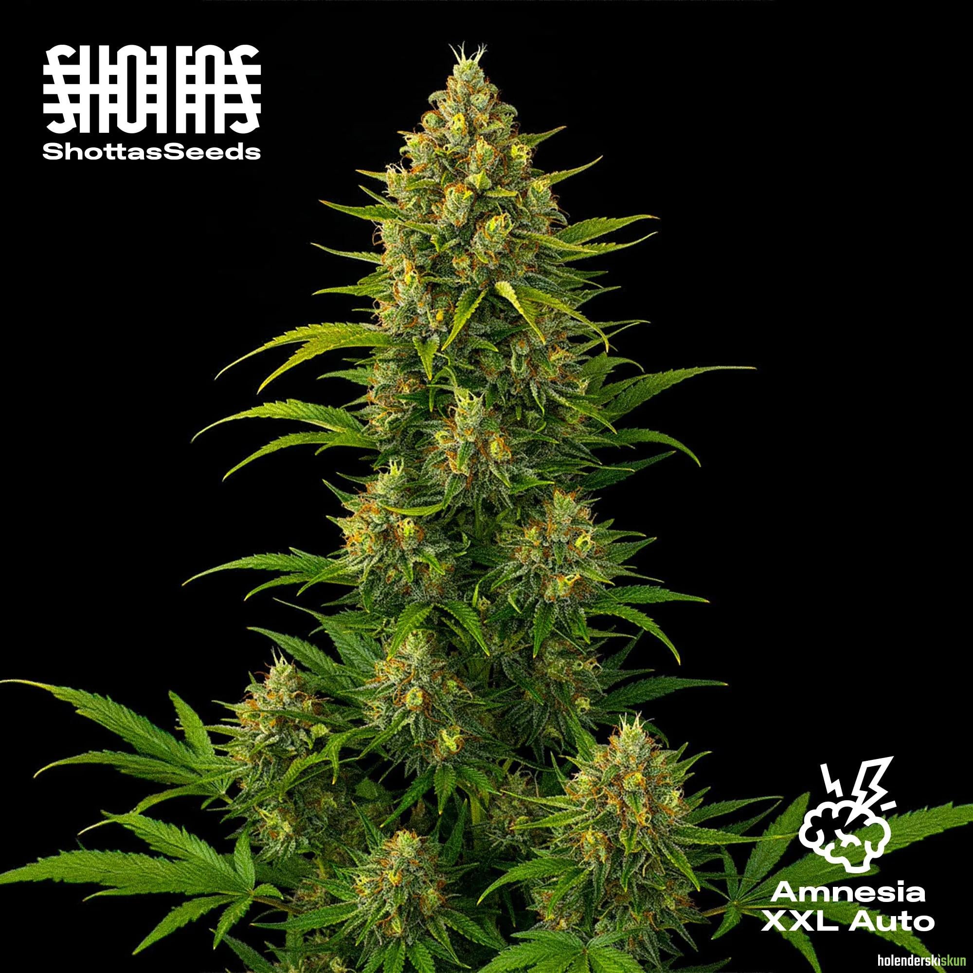 amnesia xxl auto