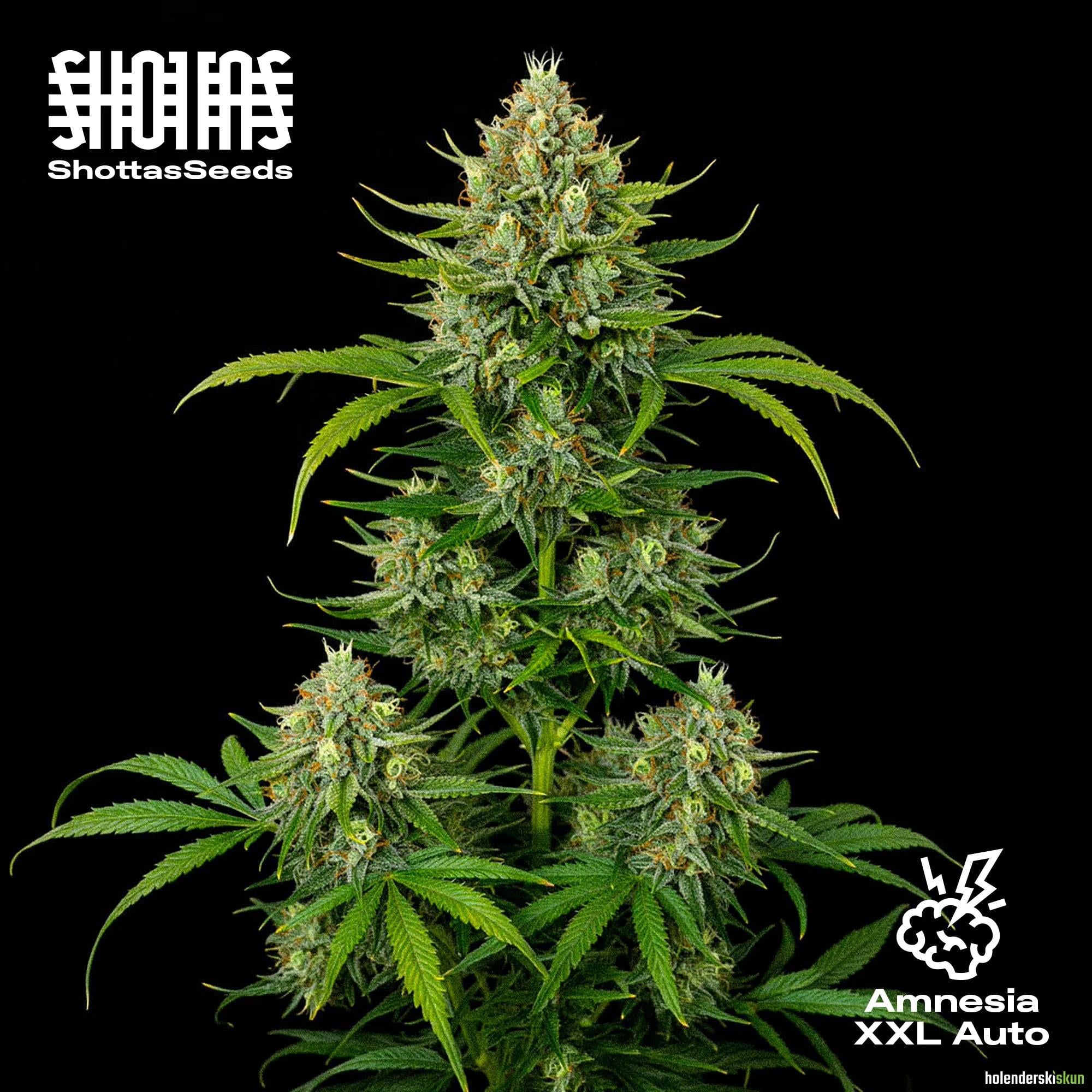 amnesia xxl auto