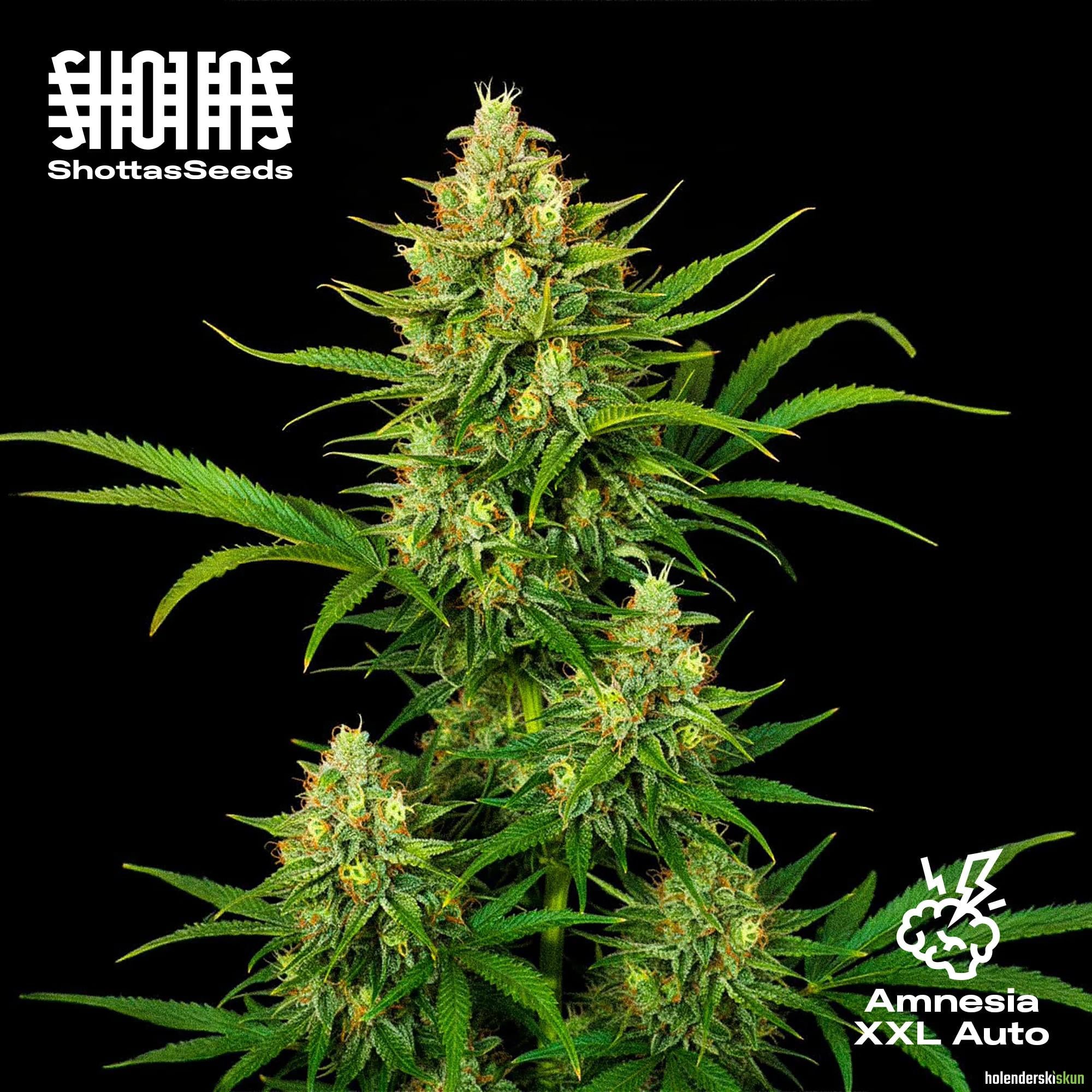 amnesia xxl auto