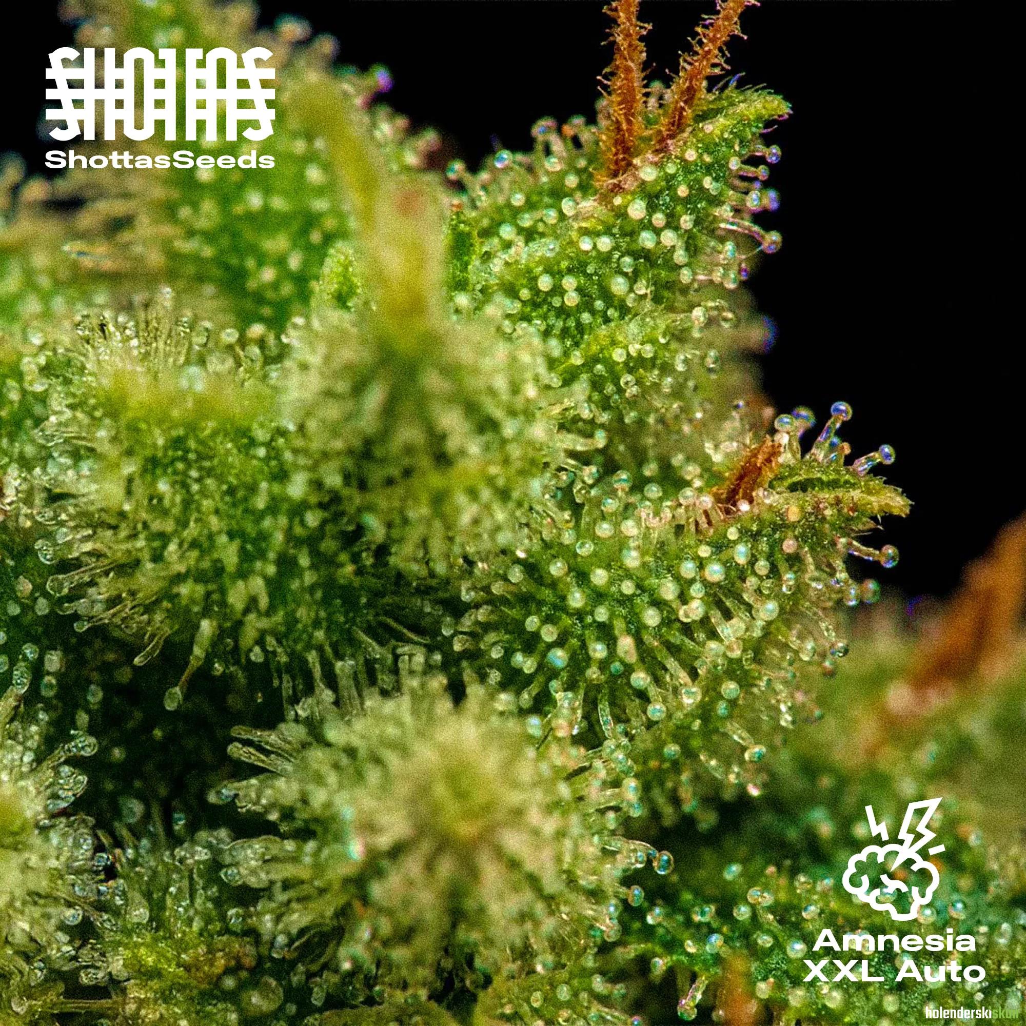 amnesia xxl auto