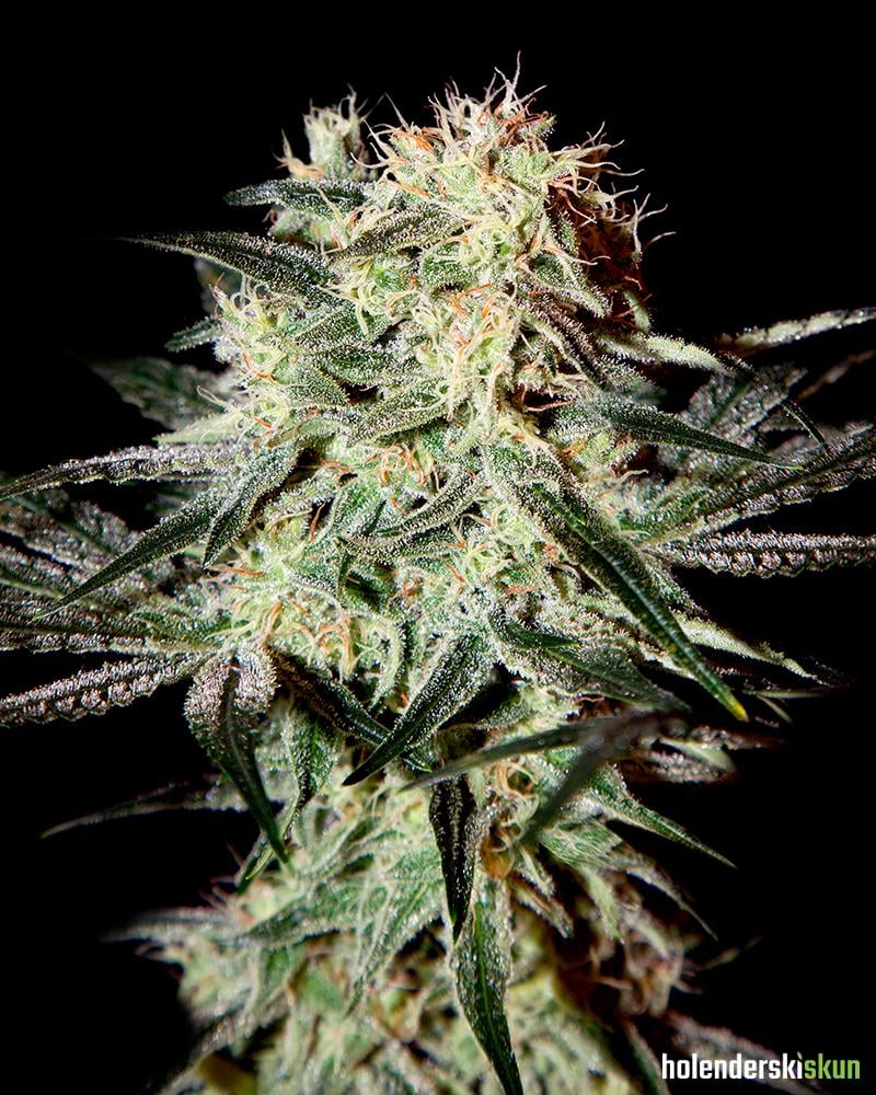 arjans strawberry haze