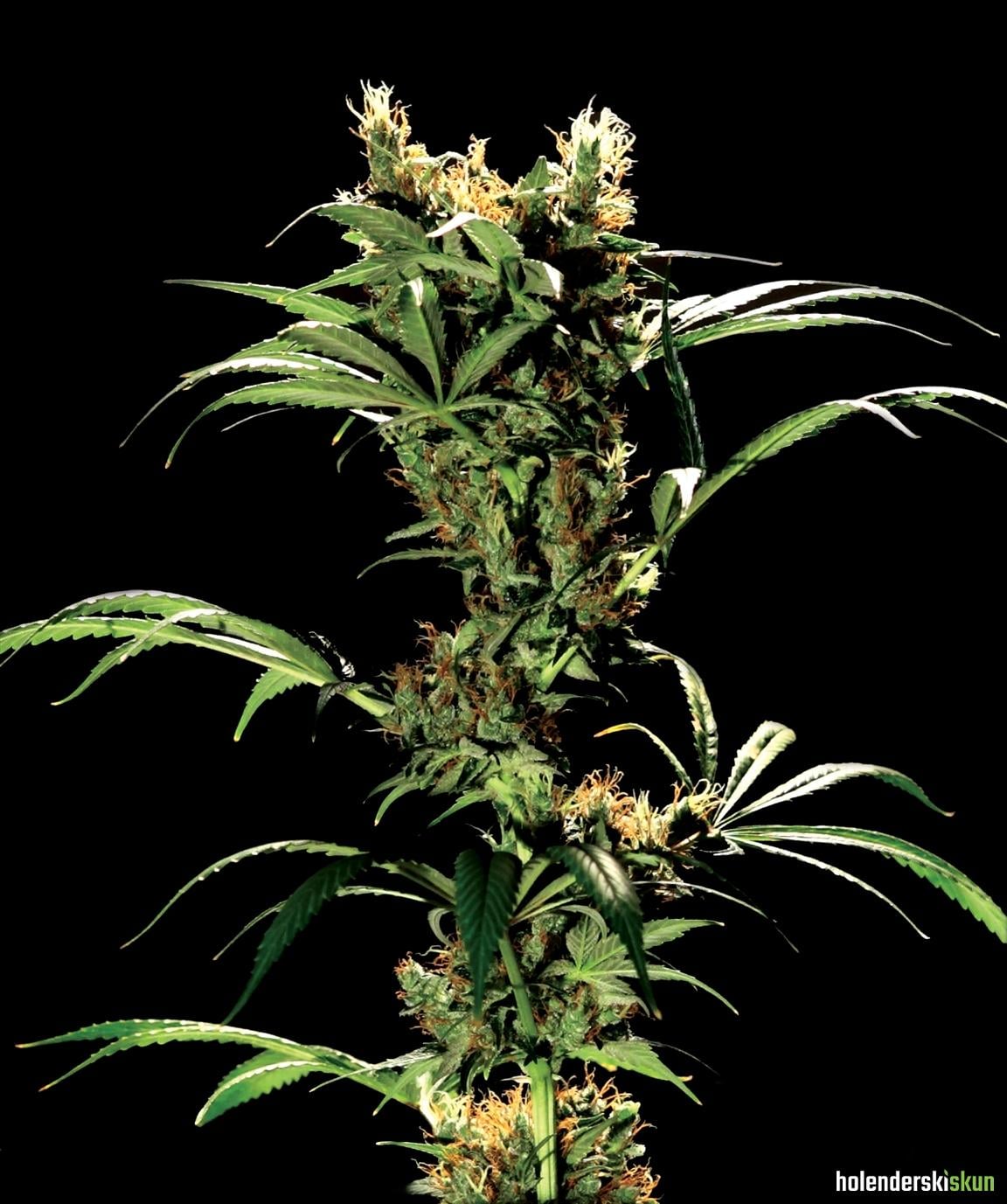 arjans strawberry haze