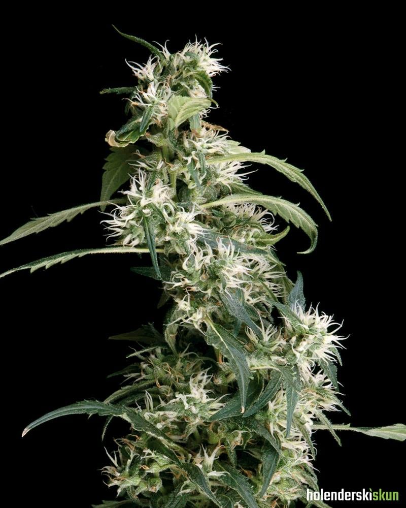 arjans ultra haze #2