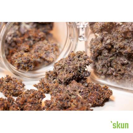 auto blackberry kush