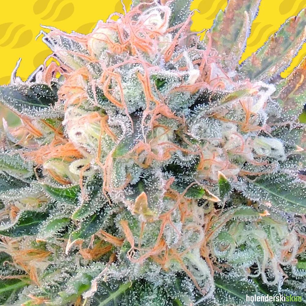 auto blueberry ghost og