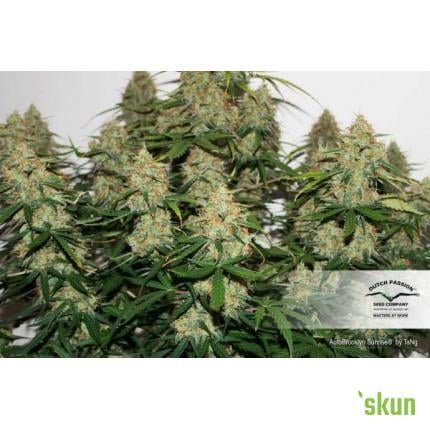 auto brooklyn sunrise