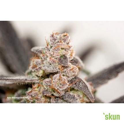 auto brooklyn sunrise