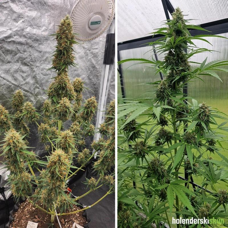 auto candy bubatz xl