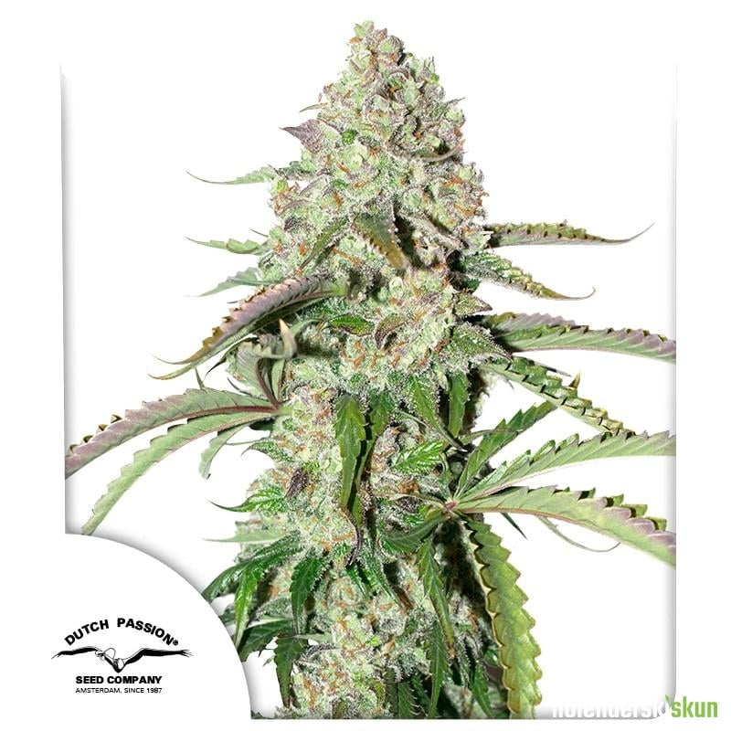 auto colorado.cookies®