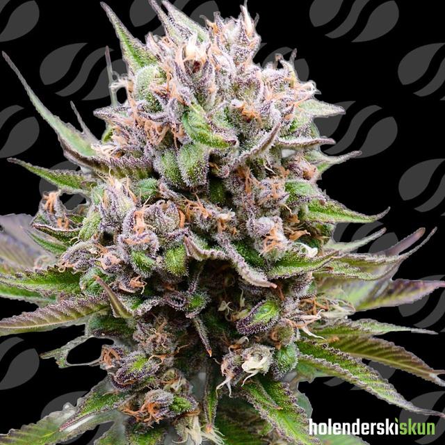 auto cotton berry rush