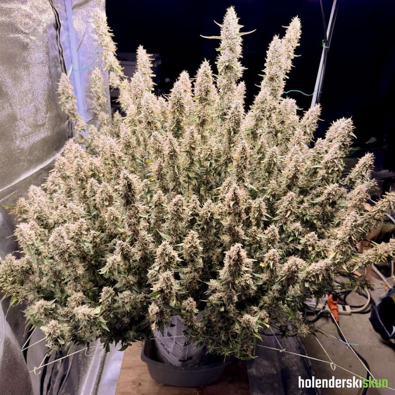 auto frozen biscotti