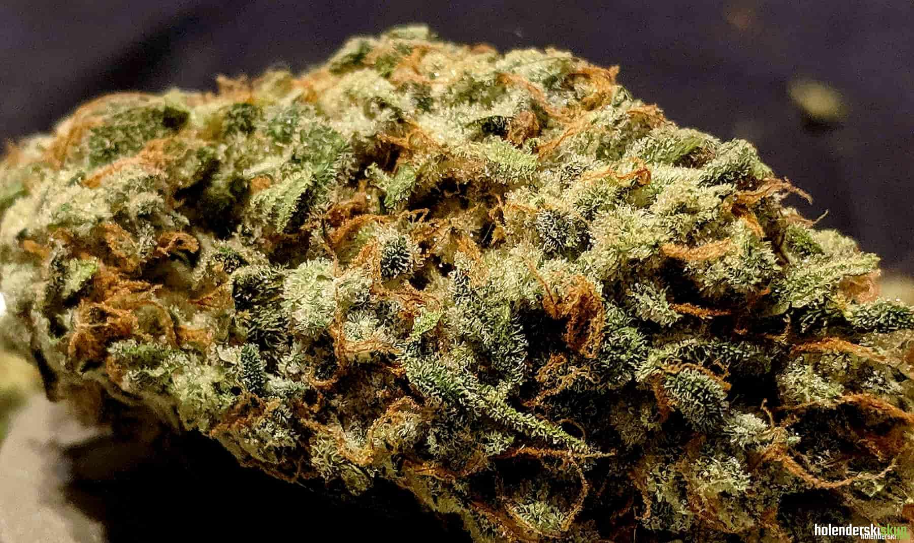 auto gelato